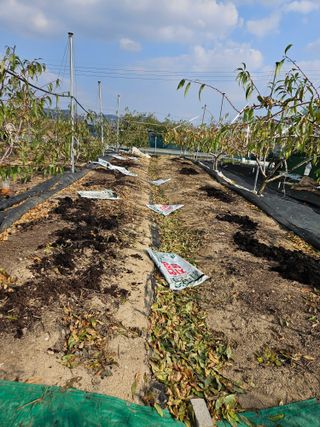 김인하님의 복숭아 · 영농일지 작성글 사진