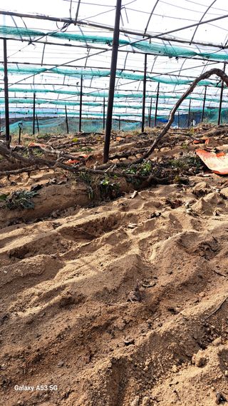 조연만님의 포도 · 영농일지 작성글 사진