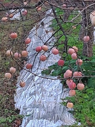 구강회님의 기타작물 · 영농일지 작성글 사진