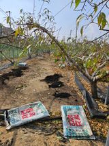 팜모닝 복숭아·영농일지 게시글 이미지