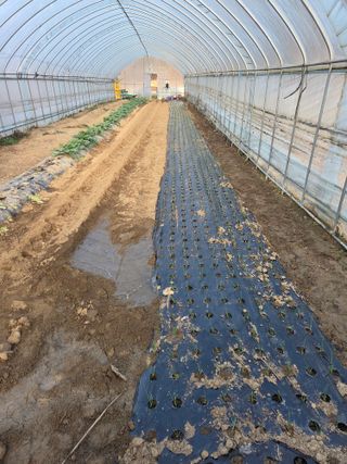 최연숙님의 배추 · 영농일지 작성글 사진