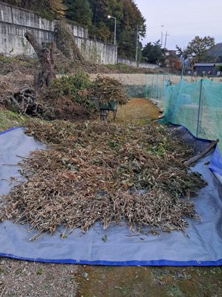 구강회님의 기타작물 · 영농일지 작성글 사진