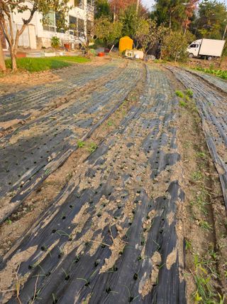 박용열조물주님 님의 양파 · 영농일지 작성글 사진