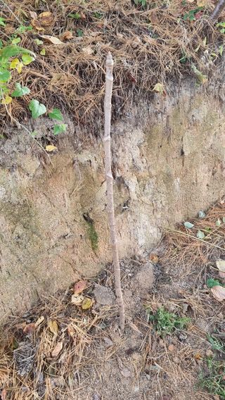 권혁렬님의 두릅 · 영농일지 작성글 사진