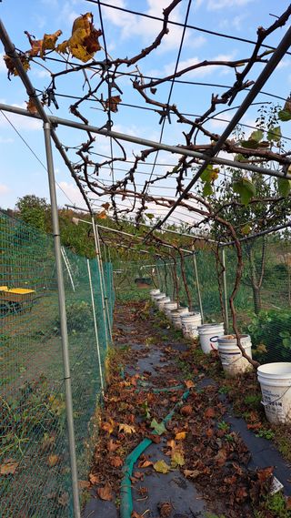 주윤발이님의 포도 · 영농일지 작성글 사진