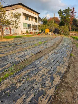 박용열조물주님 님의 양파 · 영농일지 작성글 사진