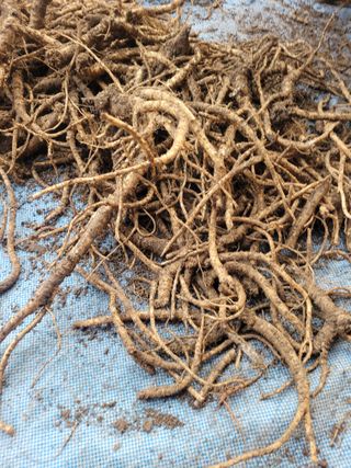 이름유순옥님의 기타작물 · 영농일지 작성글 사진