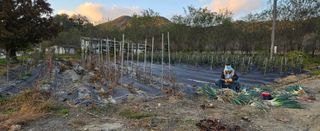 상추22033님의 기타작물 · 영농일지 작성글 사진