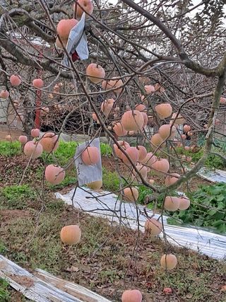 구강회님의 기타작물 · 영농일지 작성글 사진