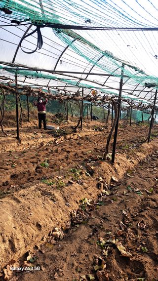 조연만님의 포도 · 영농일지 작성글 사진