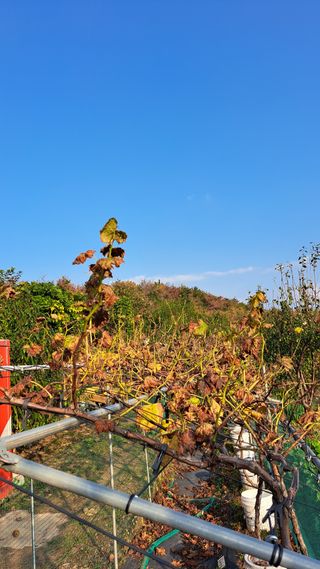 주윤발이님의 포도 · 영농일지 작성글 사진