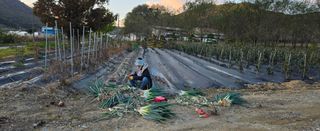 상추22033님의 기타작물 · 영농일지 작성글 사진