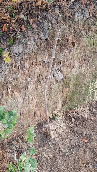 권혁렬님의 두릅 · 영농일지 작성글 사진