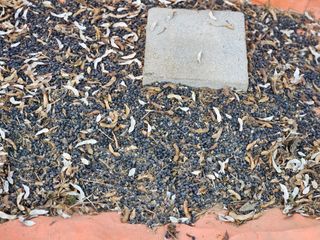 경달현님의 콩 · 영농일지 작성글 사진