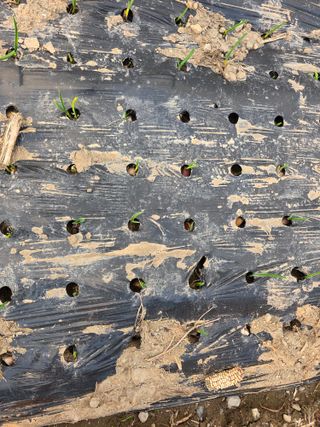 박용열조물주님 님의 양파 · 영농일지 작성글 사진