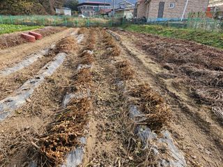 경달현님의 콩 · 영농일지 작성글 사진