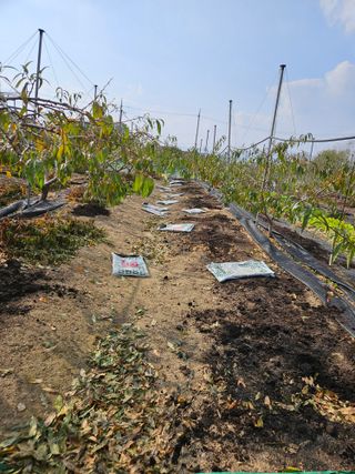 김인하님의 복숭아 · 영농일지 작성글 사진