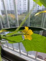 팜모닝 기타작물·영농일지 게시글 이미지