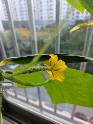 경기도님의 기타작물 · 영농일지 작성글 사진