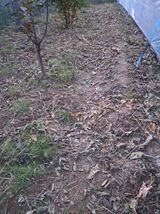 팜모닝 기타작물·영농일지 게시글 이미지