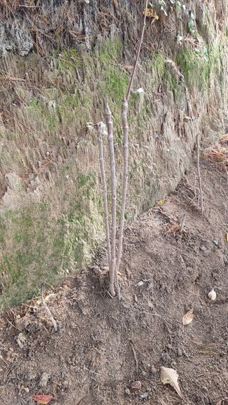 권혁렬님의 두릅 · 영농일지 작성글 사진