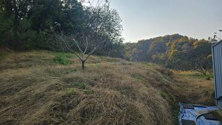 장정규님의 복숭아 · 영농일지 작성글 사진