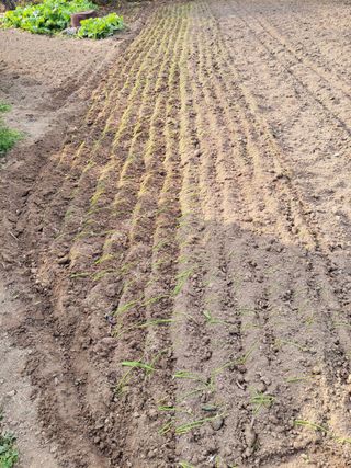 이시형님의 기타작물 · 영농일지 작성글 사진