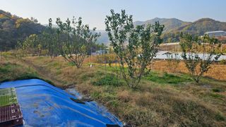 장정규님의 복숭아 · 영농일지 작성글 사진