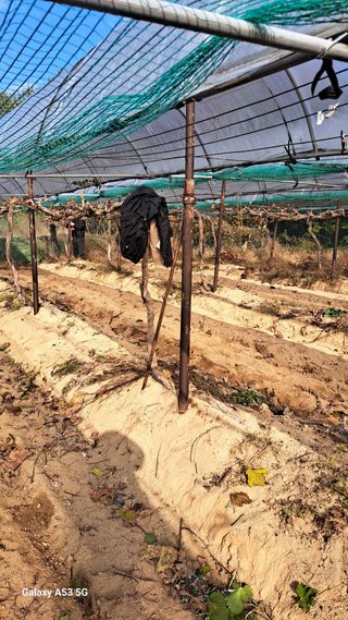 조연만님의 포도 · 영농일지 작성글 사진