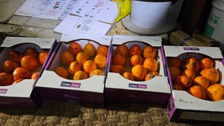 대봉농원 이경화님의 감 · 영농일지 작성글 사진