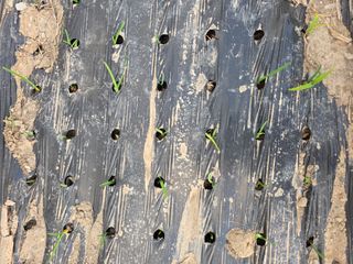 박용열조물주님 님의 양파 · 영농일지 작성글 사진