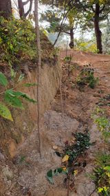 팜모닝 두릅·영농일지 게시글 이미지