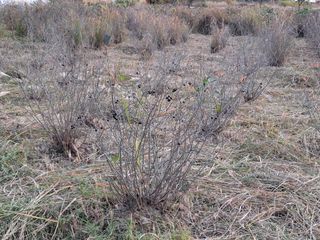 하중규(고추 재배)님의 기타작물 · 영농일지 작성글 사진