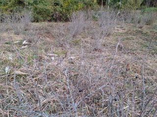 하중규(고추 재배)님의 기타작물 · 영농일지 작성글 사진