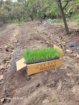 팜모닝 양파·영농일지 게시글 이미지