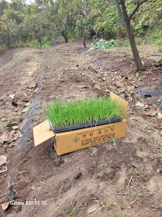 박위병님의 양파 · 영농일지 작성글 사진