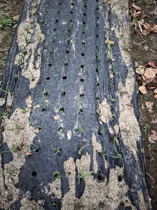 박용열조물주님 님의 양파 · 영농일지 작성글 사진