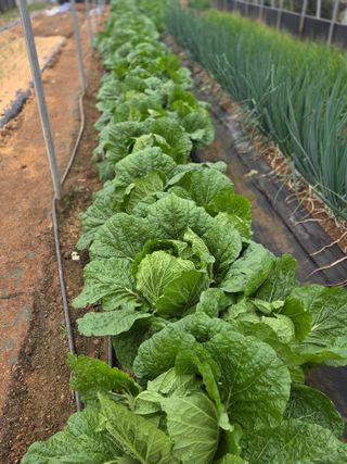 제주농부님의 배추 · 영농일지 작성글 사진