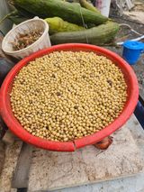 팜모닝 기타작물·영농일지 게시글 이미지