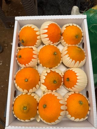 꿀벌과개미님의 귤 · 영농일지 작성글 사진