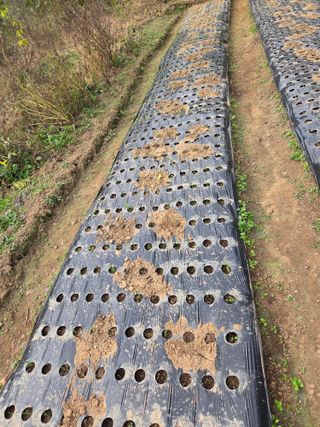 조희빈님의 파 · 영농일지 작성글 사진