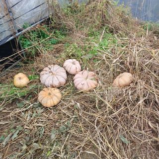 김진영님의 콩 · 영농일지 작성글 사진