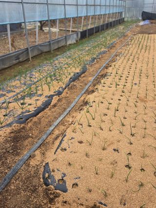 제주농부님의 배추 · 영농일지 작성글 사진