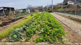 전환엽님의 기타작물 · 영농일지 작성글 사진