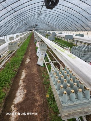 상월딸기 박명근님의 딸기 · 영농일지 작성글 사진