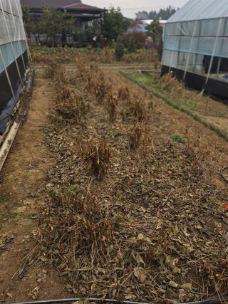 제주농부님의 배추 · 영농일지 작성글 사진