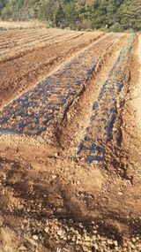 팜모닝 기타작물·영농일지 게시글 이미지