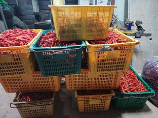 홍순오님의 고추 · 영농일지 작성글 사진