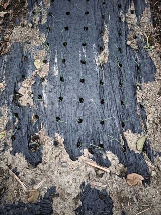 박용열조물주님 님의 양파 · 영농일지 작성글 사진