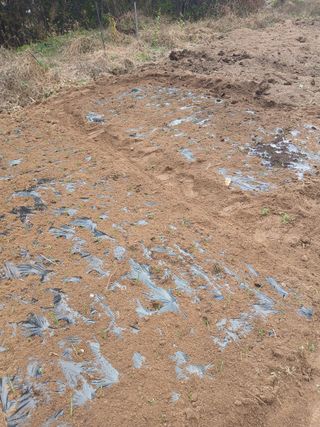 강지현님의 양파 · 영농일지 작성글 사진